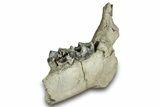 Fossil Titanothere (Megacerops) Jaw - South Dakota #300004-6